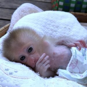 Pigtail macaques monkey