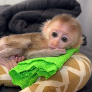 Black long tail macaques monkey