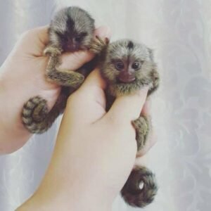 Male and Female marmoset monkey (Leo and lily)
